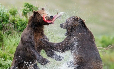 Скандал в благородном семействе. Сессия Заксобрания: онлайн Бабра