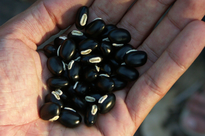 Мукуна жгучая: афродизиак с коготками