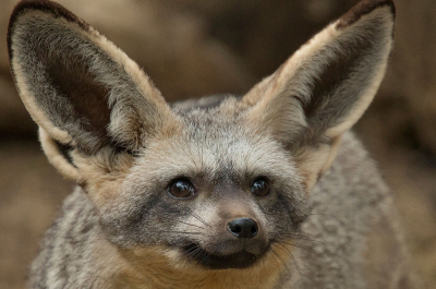 Африканская версия муравьеда