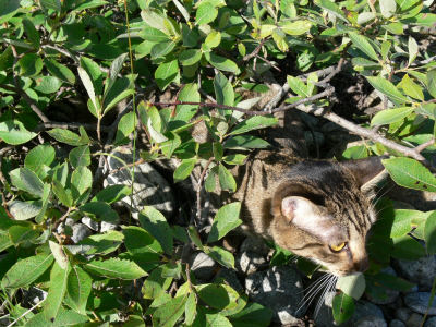 Бездомные животные в Иркутской области: в Братске построят государственный приют на 200 мест
